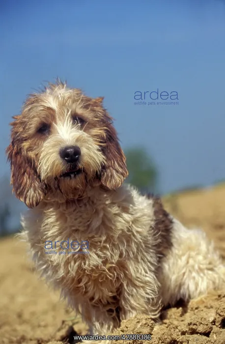  : Petit Basset Griffon vendeen