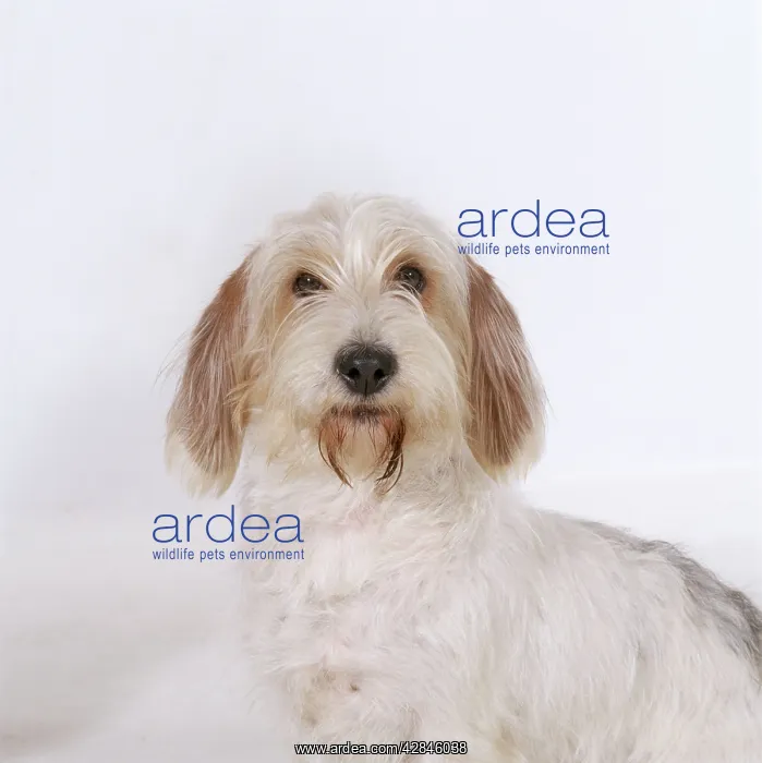  : Petit Basset Griffon Vendeen Dog