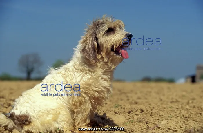 : Petit Basset Griffon vendeen - sitting, side view : Petit Basset Griffon vendeen - sitting, side view