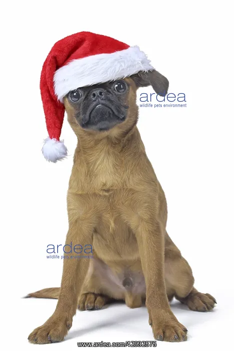: Petit Brabancon or Brussels Griffon puppy with : Petit Brabancon or Brussels Griffon puppy with