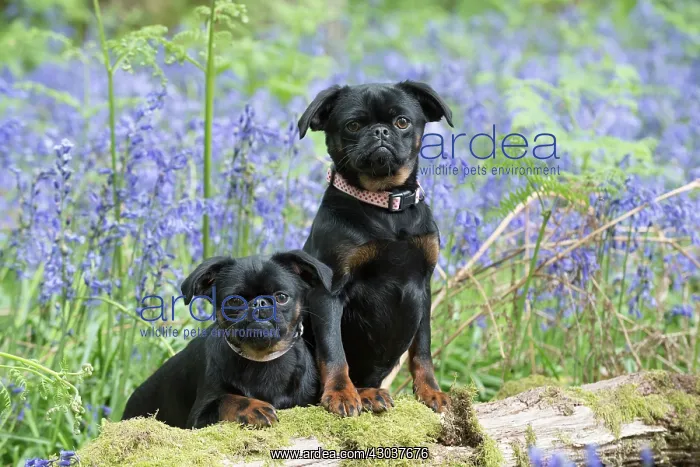 : Petit (Griffon ) Brabancon ( sort hair ) in Bluebells : Petit (Griffon ) Brabancon ( sort hair ) in Bluebells