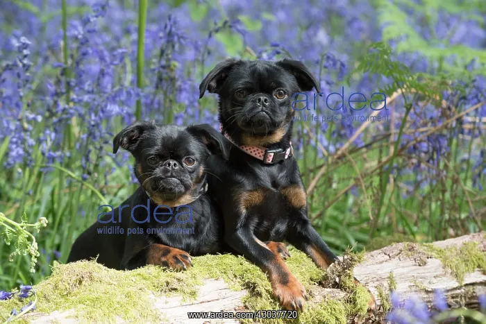 : Petit (Griffon ) Brabancon ( sort hair ) in Bluebells : Petit (Griffon ) Brabancon ( sort hair ) in Bluebells