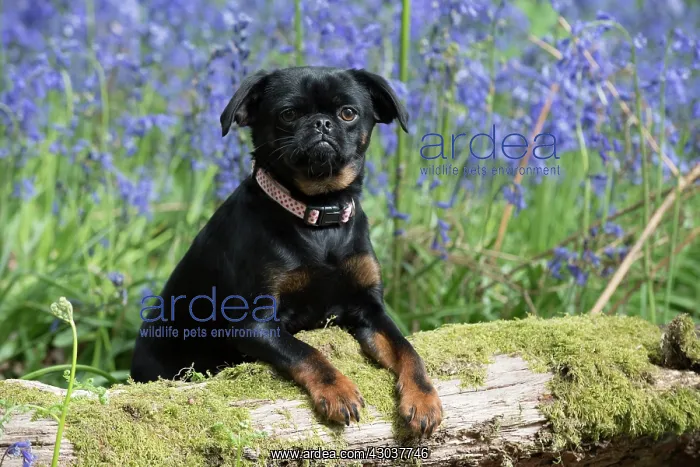 : Petit (Griffon ) Brabancon ( sort hair ) in Bluebells : Petit (Griffon ) Brabancon ( sort hair ) in Bluebells