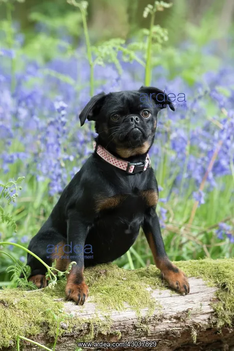 : Petit (Griffon ) Brabancon ( sort hair ) in Bluebells : Petit (Griffon ) Brabancon ( sort hair ) in Bluebells