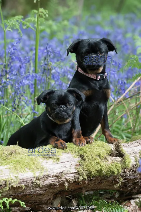 : Petit (Griffon ) Brabancon ( sort hair ) in Bluebells : Petit (Griffon ) Brabancon ( sort hair ) in Bluebells
