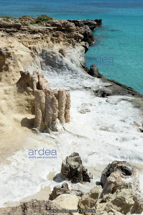 : Petrified Forest of Cavomalias, Cape Malea, Laconia : Petrified Forest of Cavomalias, Cape Malea, Laconia
