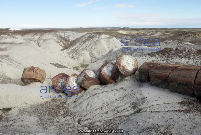 : Petrified Forest National Park : Petrified Forest National Park