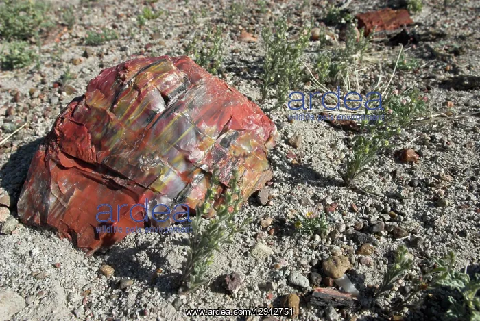 : Petrified Forest National Park : Petrified Forest National Park