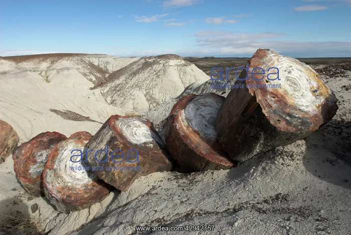 : Petrified Forest National Park : Petrified Forest National Park