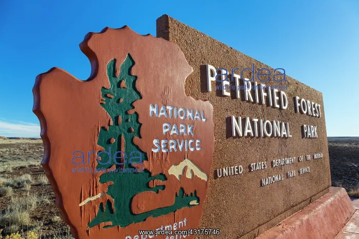 : Petrified Forest National Park, Arizona, USA, America : Petrified Forest National Park, Arizona, USA, America