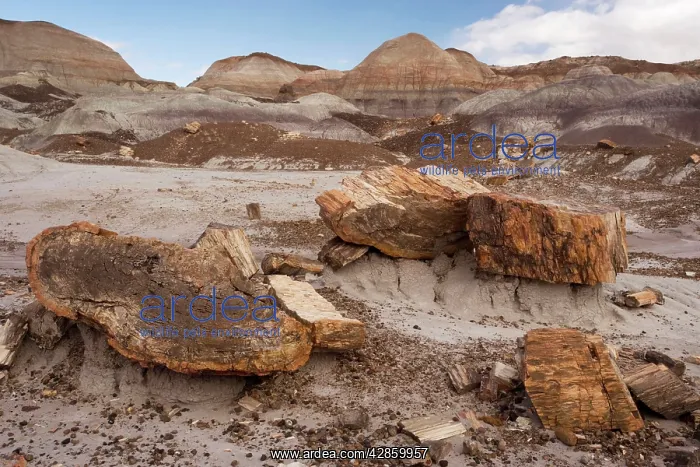 : Petrified Forest National Park, Arizona: fossil : Petrified Forest National Park, Arizona: fossil