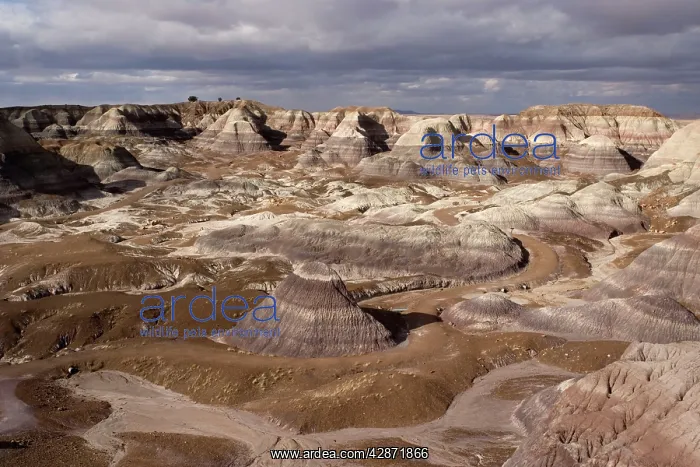 : Petrified Forest National Park, Arizona, USA : Petrified Forest National Park, Arizona, USA