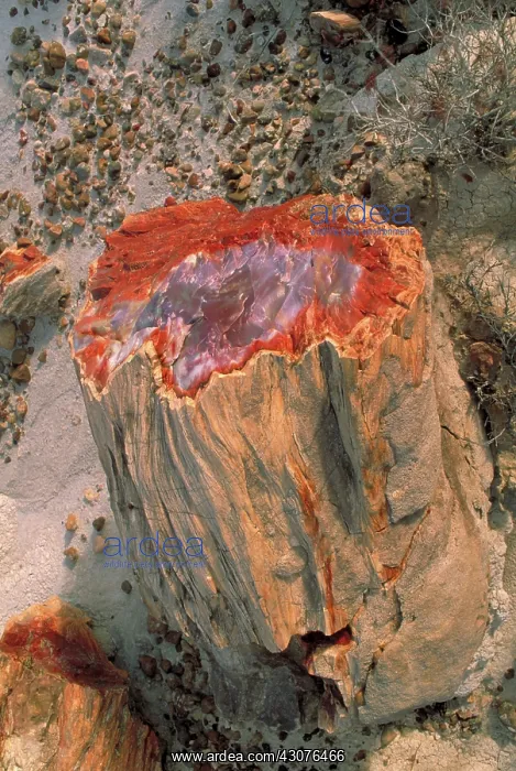 : Petrified log : Petrified log