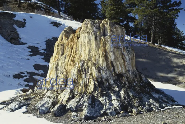 : Petrified Stump in Colorado : Petrified Stump in Colorado