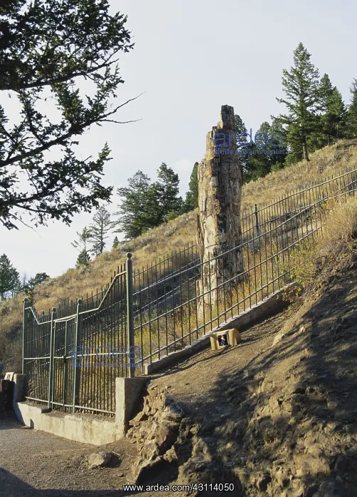 : Petrified Tree in Yellowstone : Petrified Tree in Yellowstone
