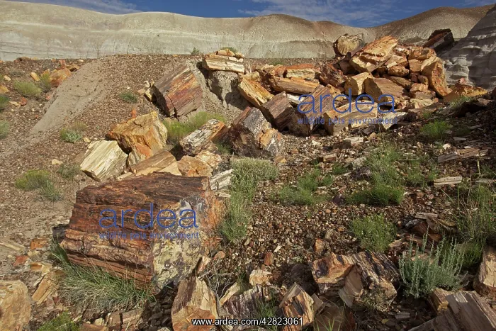 : Petrified trees - Triassic period - 200-250 million : Petrified trees - Triassic period - 200-250 million