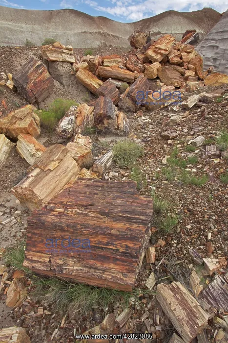 : Petrified trees - Triassic period - 200-250 million : Petrified trees - Triassic period - 200-250 million