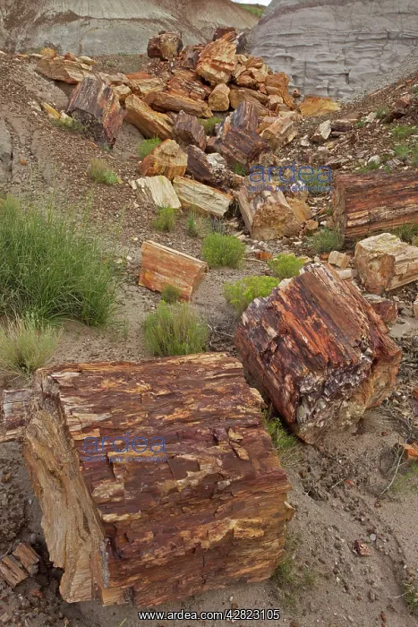 : Petrified trees - Triassic period - 200-250 million : Petrified trees - Triassic period - 200-250 million