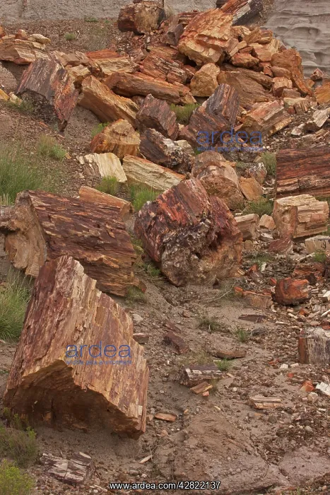  : Petrified Trees - Triassic period 200-250 million years ago