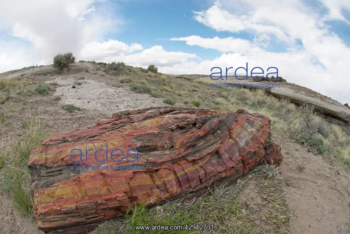  : Petrified Wood