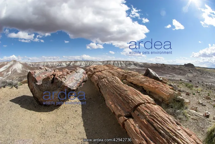 : Petrified Wood : Petrified Wood