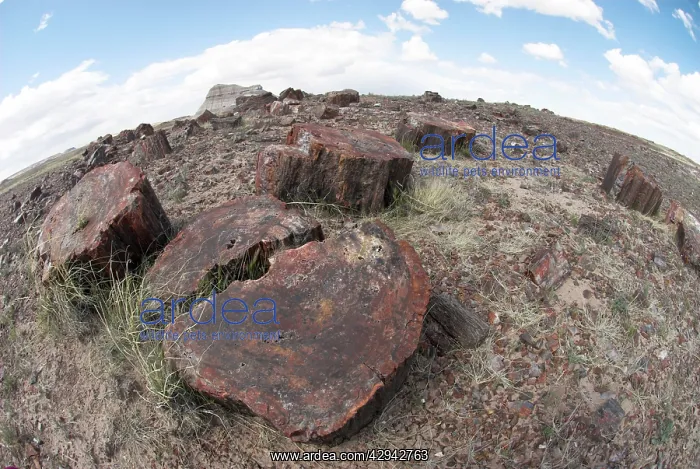 : Petrified Wood : Petrified Wood