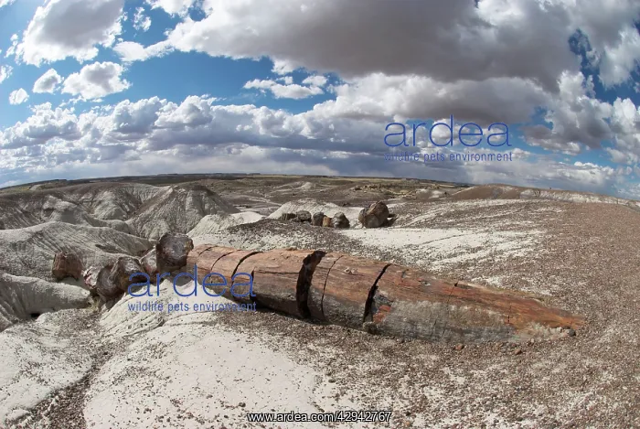 : Petrified Wood : Petrified Wood