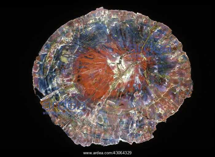 : Petrified Wood : Petrified Wood