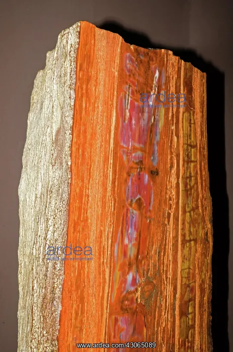 : Petrified Wood : Petrified Wood