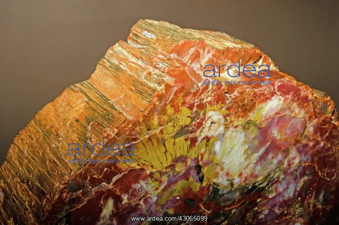 : Petrified Wood : Petrified Wood
