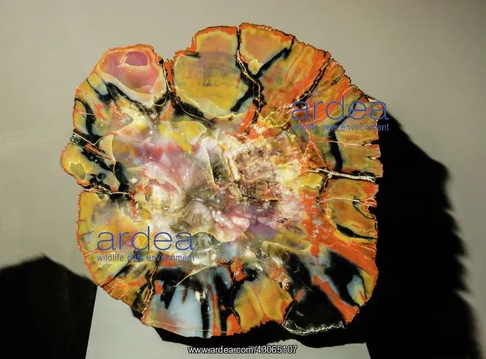 : Petrified Wood : Petrified Wood