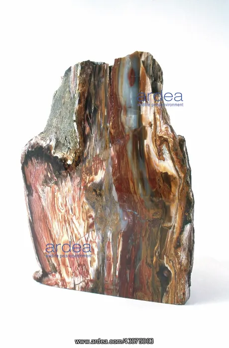 : Petrified Wood : Petrified Wood