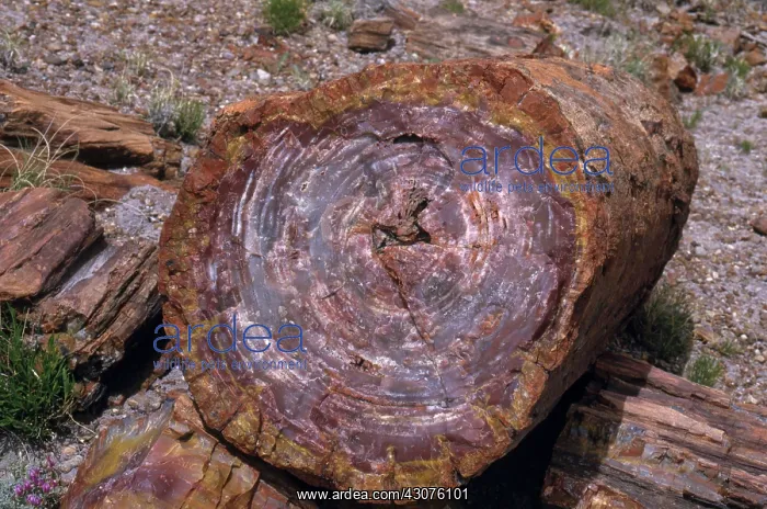 : Petrified Wood : Petrified Wood