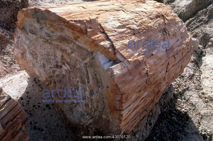 : Petrified Wood : Petrified Wood