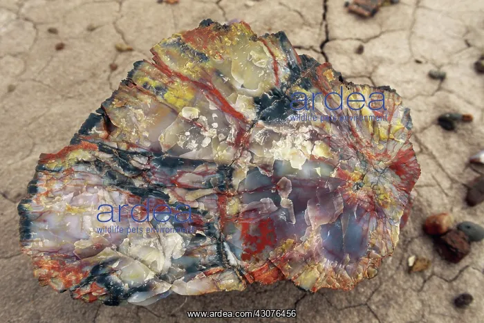 : Petrified Wood : Petrified Wood
