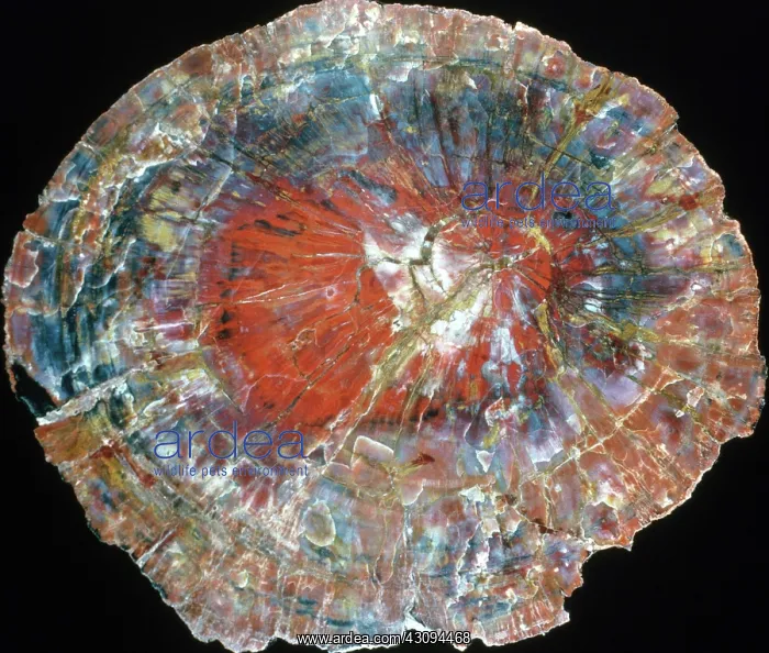: Petrified Wood : Petrified Wood
