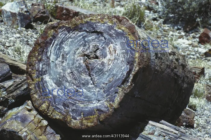 : Petrified Wood : Petrified Wood