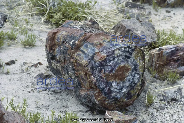 : Petrified Wood : Petrified Wood
