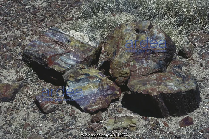 : Petrified Wood : Petrified Wood