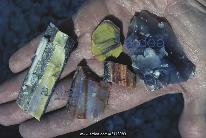 : Petrified Wood : Petrified Wood