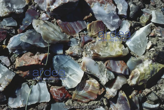 : Petrified Wood : Petrified Wood