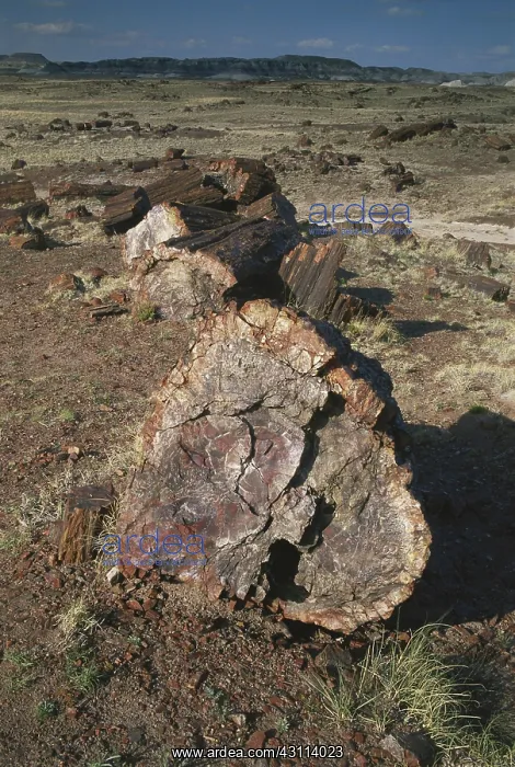 : Petrified Wood : Petrified Wood