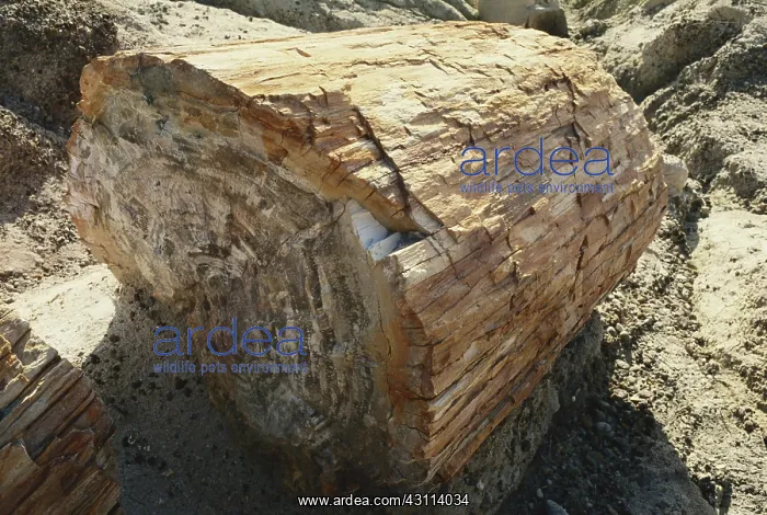 : Petrified Wood : Petrified Wood