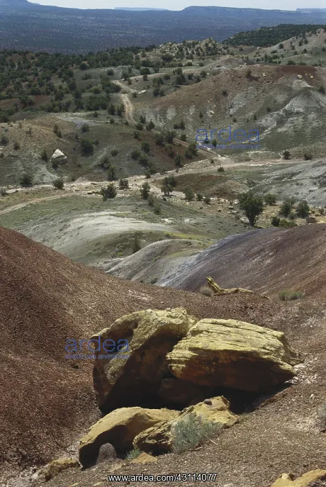 : Petrified Wood : Petrified Wood