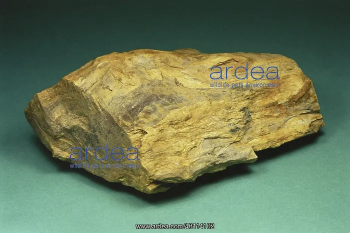: Petrified Wood : Petrified Wood