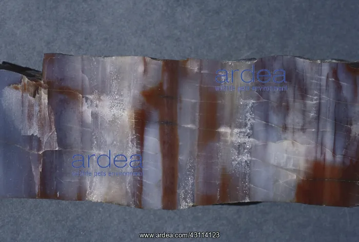 : Petrified Wood : Petrified Wood