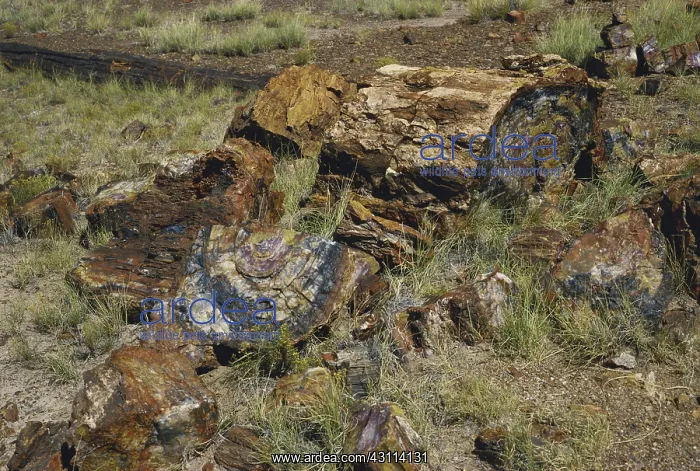 : Petrified Wood : Petrified Wood