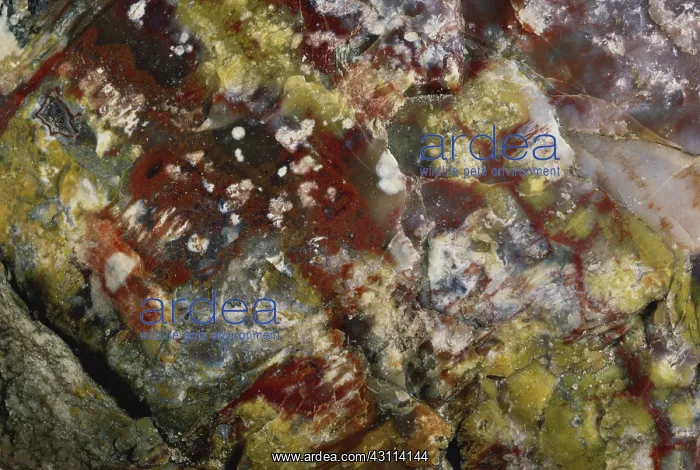 : Petrified Wood : Petrified Wood