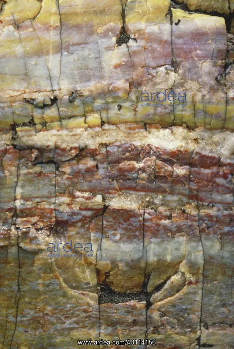 : Petrified Wood : Petrified Wood