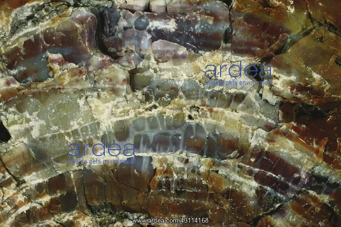 : Petrified Wood : Petrified Wood